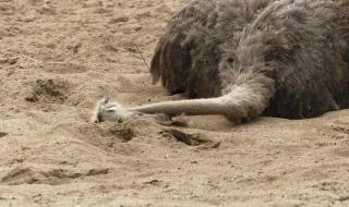 鸵鸟把头埋在沙子里